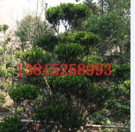 打造蘇州詩意棲居 別墅景觀設(shè)計(jì)與庭院綠化施工一站式解決方案